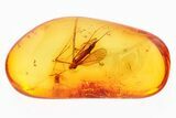 Detailed Fossil Crane Fly and True Midge in Baltic Amber #300748-1